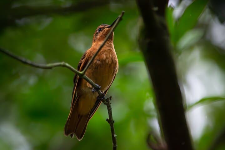 Hummingbird Paradise and Monserrate Birdwatching Tour in Bogotá photo 5
