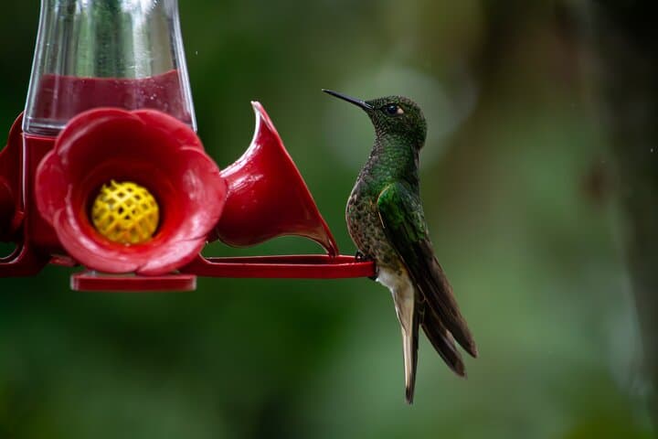 Hummingbird Paradise and Monserrate Birdwatching Tour in Bogotá photo 2