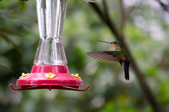 Hummingbird Paradise and Monserrate Birdwatching Tour in Bogotá photo 3