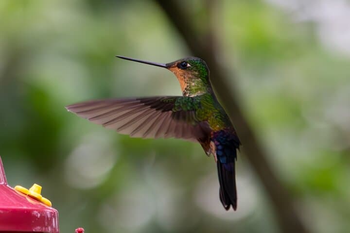Hummingbird Paradise and Monserrate Birdwatching Tour in Bogotá