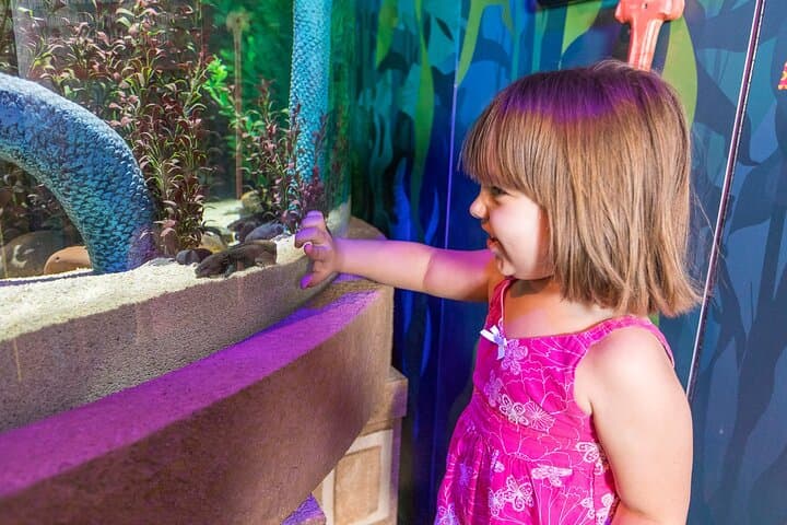 Inside SEA LIFE Orlando: 360-Degree Ocean Tunnel, Sharks & Touch Tanks at ICON Park photo 2