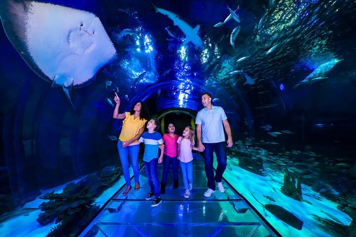 Inside SEA LIFE Orlando: 360-Degree Ocean Tunnel, Sharks & Touch Tanks at ICON Park