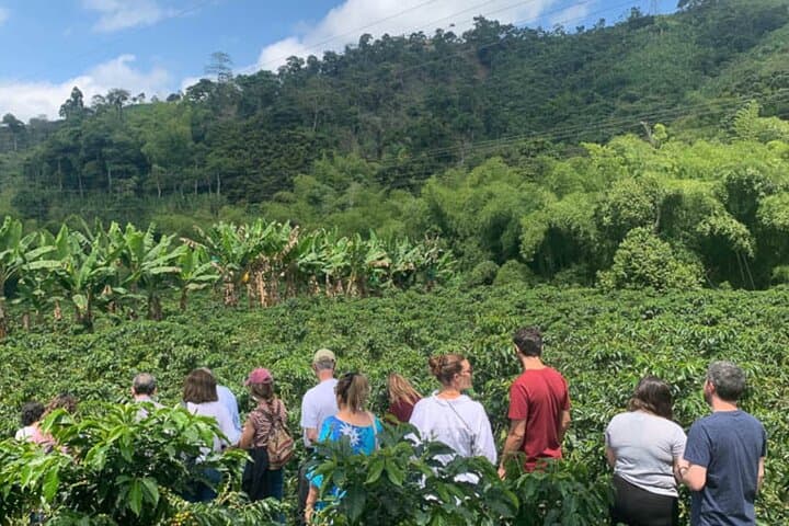 Cocoa and Coffee Tour from Pereira or Armenia — Farm Visits, Tastings & Airport Pickup photo 2