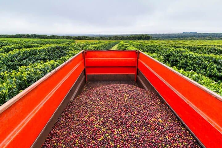 Cocoa and Coffee Tour from Pereira or Armenia — Farm Visits, Tastings & Airport Pickup photo 5