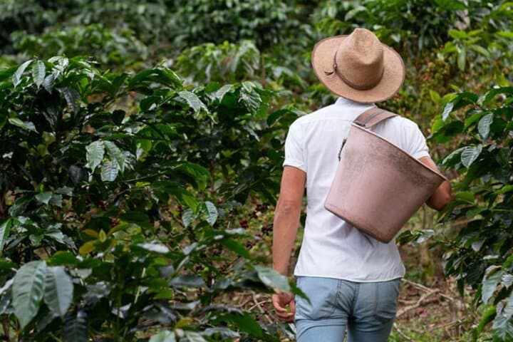 Cocoa and Coffee Tour from Pereira or Armenia — Farm Visits, Tastings & Airport Pickup photo 6