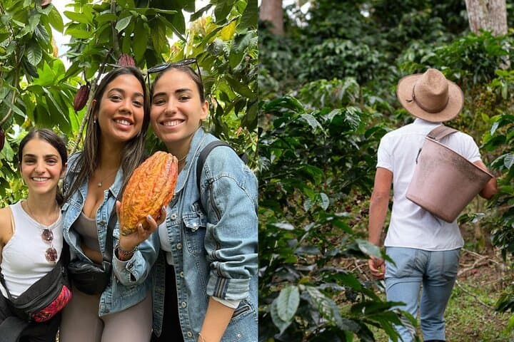 Cocoa and Coffee Tour from Pereira or Armenia — Farm Visits, Tastings & Airport Pickup