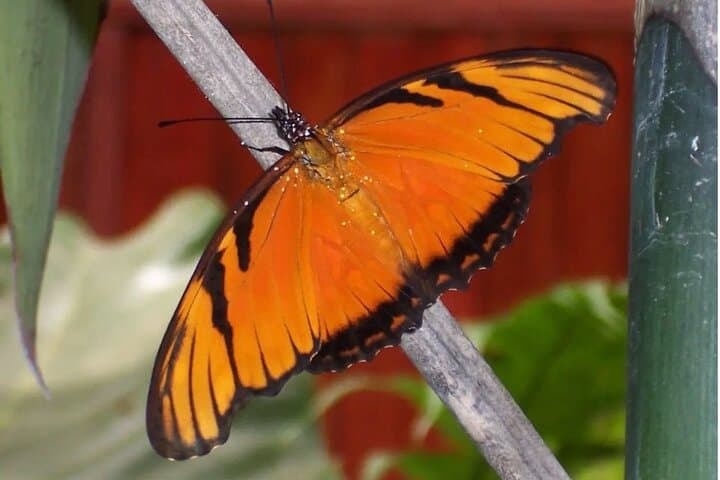 Arenal Butterfly Conservatory Tour: Up-Close Rainforest Regeneration