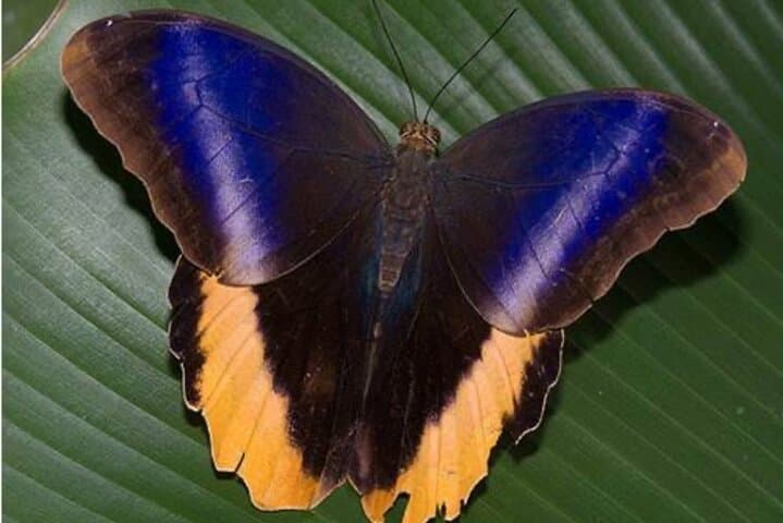 Arenal Butterfly Conservatory Tour: Up-Close Rainforest Regeneration photo 3