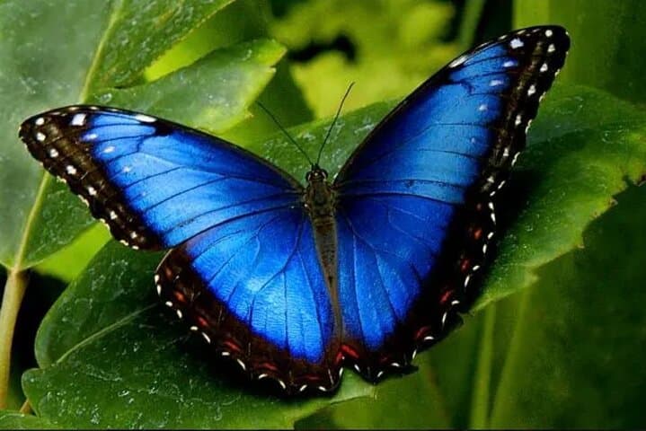 Arenal Butterfly Conservatory Tour: Up-Close Rainforest Regeneration photo 4