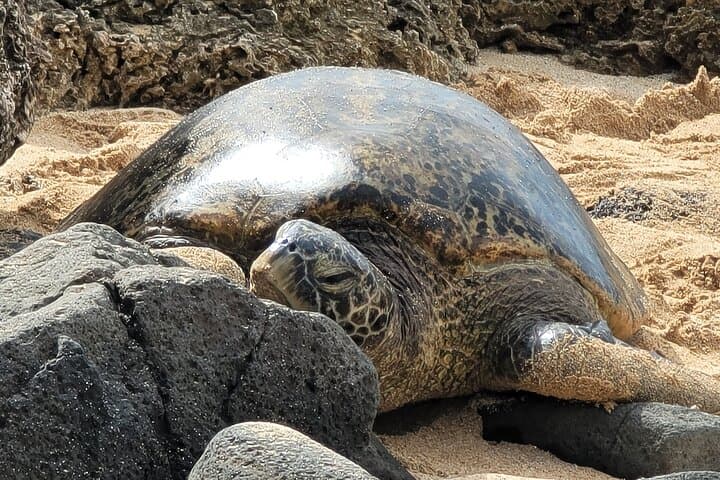 Circle Oahu in a Day: Full Island Road Tour from Honolulu