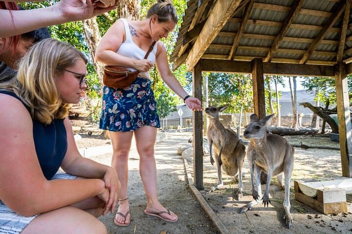 Climate-Positive Daintree & Mossman Gorge Eco Tour from Cairns photo 5