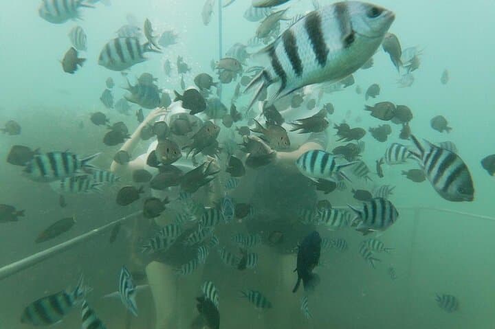 Cham Island Sea Walk and Snorkel: Speedboat Day Trip from Hoi An photo 2