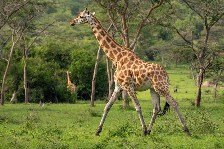 Lake Mburo 1-Day Safari: Game Drive, Walking Safari & Equator Stop photo 5