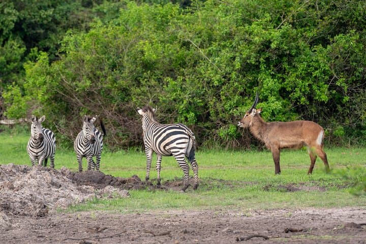 Lake Mburo 1-Day Safari: Game Drive, Walking Safari & Equator Stop photo 2