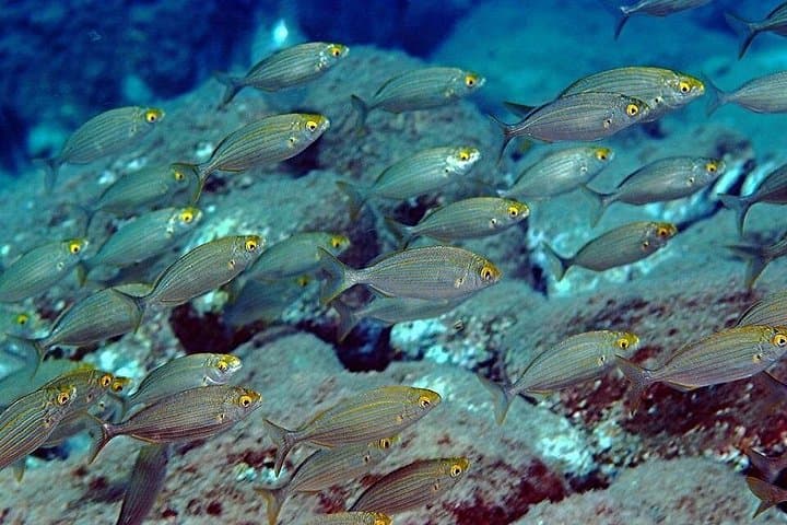 Snorkel Isola Bella Marine Park: Taormina's Blue Cave & Coastal Walls photo 3