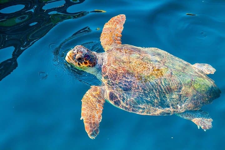 Zakynthos Turtle Island & Keri Caves Half-Day Cruise — Glass-Bottom Boat to Marathonisi