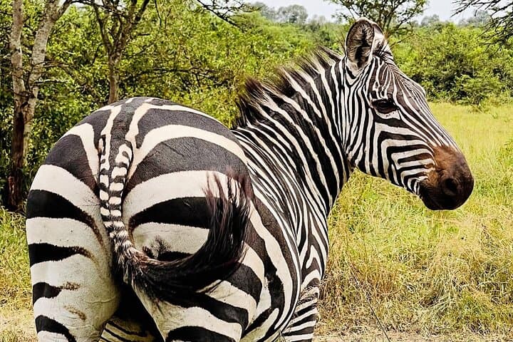 Lake Mburo 1-Day Safari: Game Drive, Walking Safari & Equator Stop