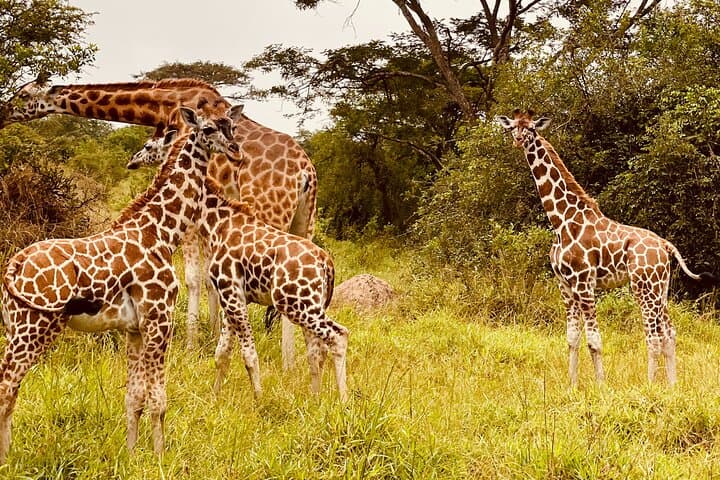 Lake Mburo 1-Day Safari: Game Drive, Walking Safari & Equator Stop photo 4