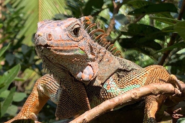 Puerto Viejo Hidden Gems & Bri Bri Waterfall Tour with Iguana Project Visit photo 6