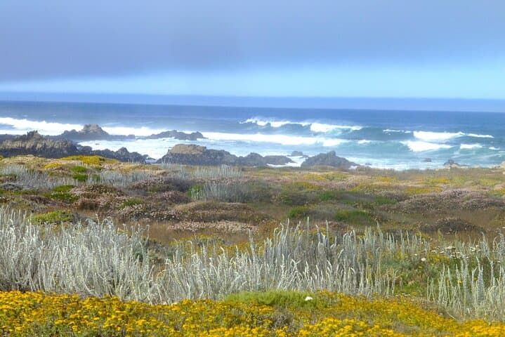 Carmel Coastal Drive: Private 17-Mile Drive Tour with Pintours App photo 3