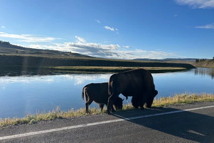 Guided Lower Loop of Yellowstone from Cody — Old Faithful, Grand Prismatic & Wildlife Viewing photo 3