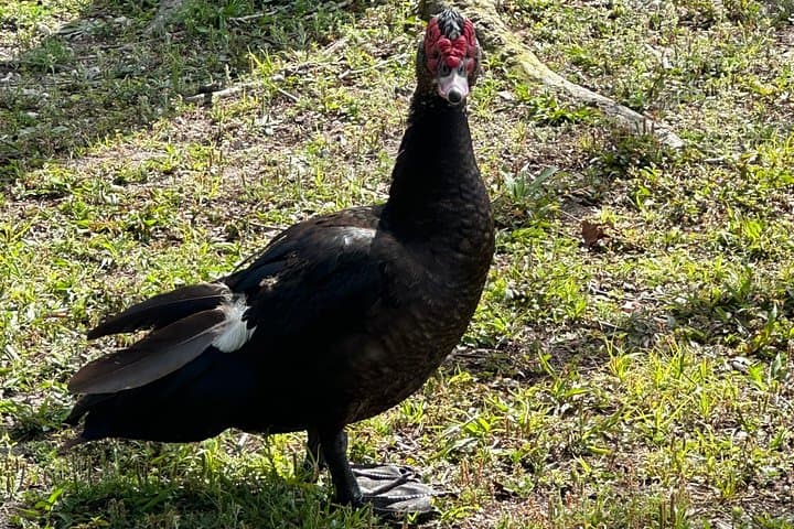 2-Hour Kissimmee E-Bike Lakefront Adventure: Self-Guided Tour Near Orlando photo 3