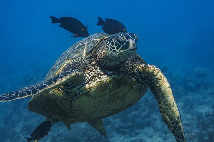Moana’s Waikīkī Turtle Snorkel: Luxury Catamaran Cruise to Turtle Canyon