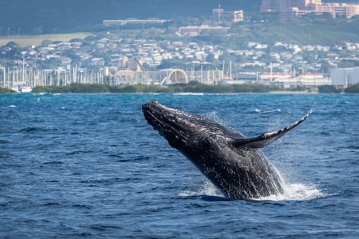Waikīkī Whale Watching on the Moana Catamaran — Oahu Winter Cruise Guide photo 5