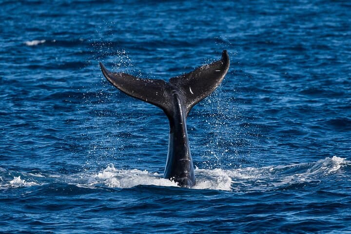 Waikīkī Whale Watching on the Moana Catamaran — Oahu Winter Cruise Guide photo 2