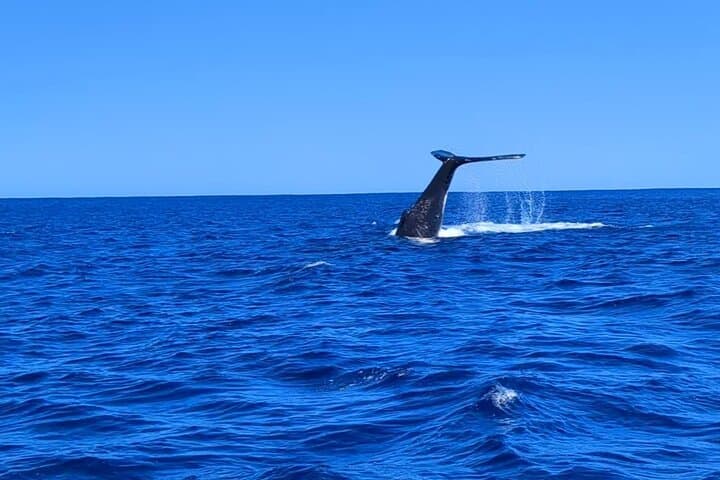 Private Moorea Whale-Watching Half-Day: Ethical Marine Encounters photo 3