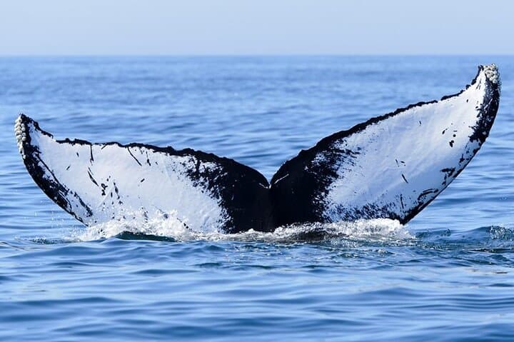 Private Moorea Whale-Watching Half-Day: Ethical Marine Encounters photo 2