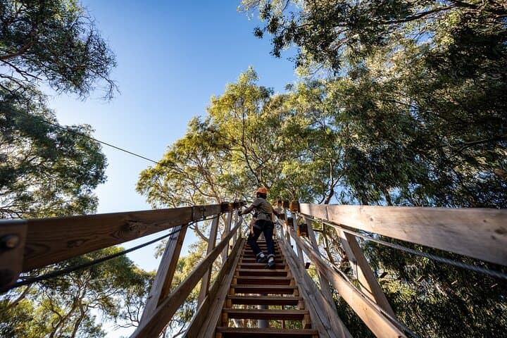 Adelaide Tree-Top Adventure: Zip Lines, Tarzan Swing & 52-Station Aerial Course photo 4