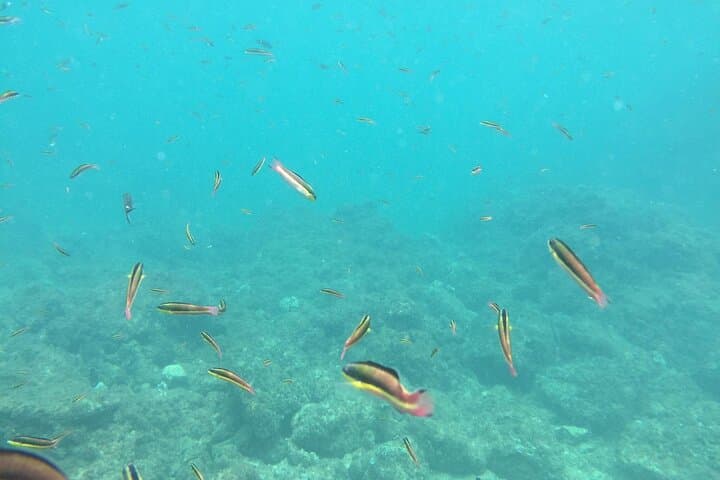 Curu Wildlife Refuge and Tortuga Island Day Trip from Tambor photo 5