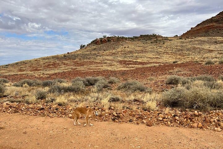Exploring the Painted Desert: Full-Day Outback Tour from Coober Pedy photo 3