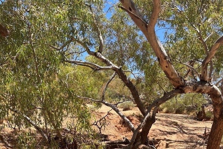Exploring the Painted Desert: Full-Day Outback Tour from Coober Pedy photo 4