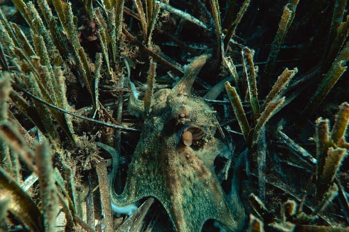 Explore Cinque Terre: Marine Biology & Snorkelling Experience in Monterosso photo 2