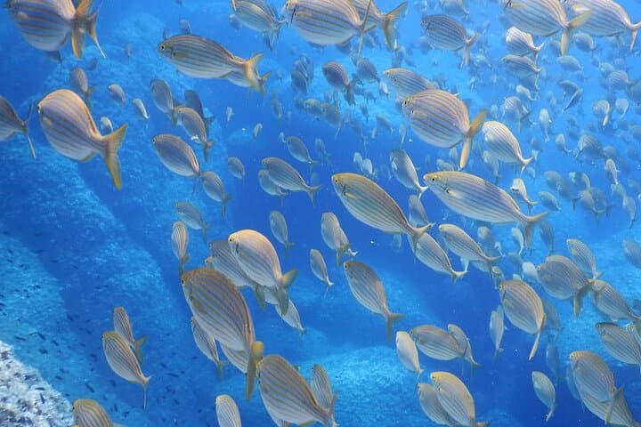 Explore Cinque Terre: Marine Biology & Snorkelling Experience in Monterosso photo 3