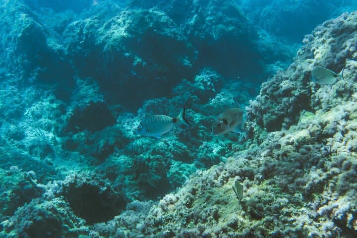 Explore Cinque Terre: Marine Biology & Snorkelling Experience in Monterosso photo 4