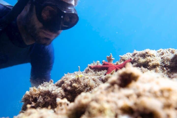 Explore Cinque Terre: Marine Biology & Snorkelling Experience in Monterosso photo 5
