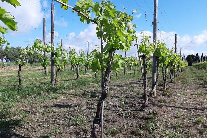 E-Bike Through Cilento Villages & Paestum Vineyards with Wine Tasting photo 5