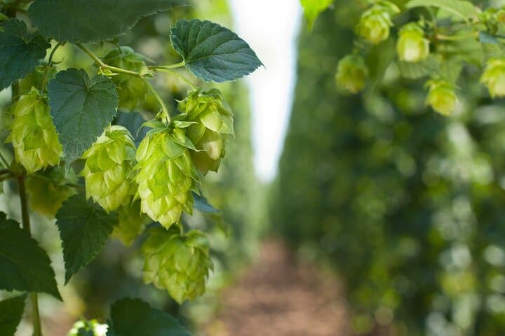 Zatec UNESCO Hop and Beer Day Trip from Prague photo 3
