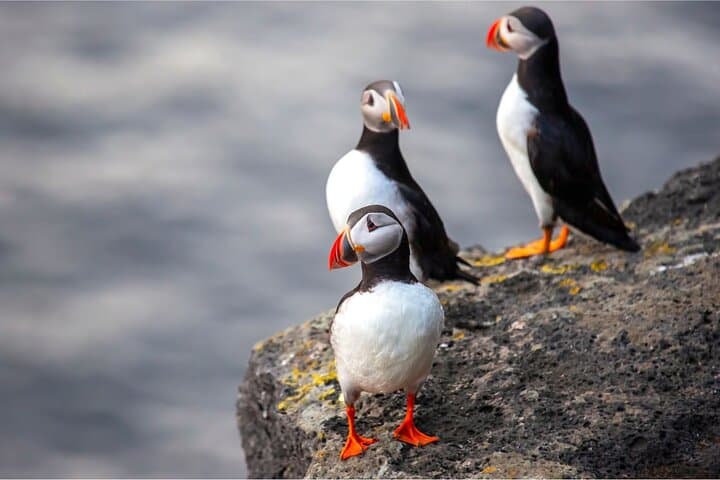Vestmannaeyjar Puffins and Volcanoes — Day Tour from Reykjavík
