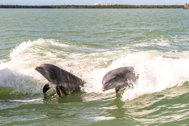 Captain Your Day: Pontoon Pontoon Boat Rental & Manatee Viewing in Crystal River photo 5