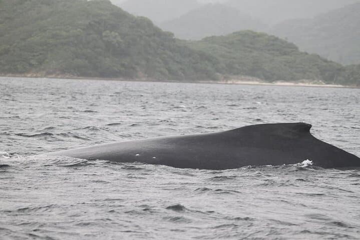 Sunset Sailing and Snorkel from Dreams Las Mareas — Santa Elena Bay Cruise photo 6
