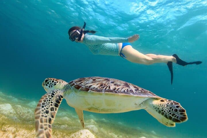 Maho Bay Turtle Snorkel from St. Thomas — Catamaran, Lunch & Full Bar photo 3