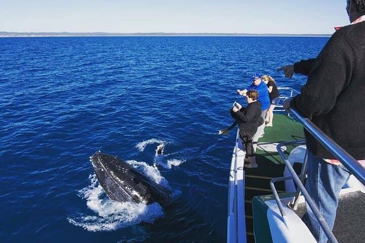 Hervey Bay Half-Day Whale Watching Cruise on Quick Cat II photo 3