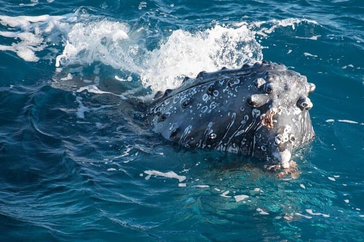 Hervey Bay Half-Day Whale Watching Cruise on Quick Cat II photo 4