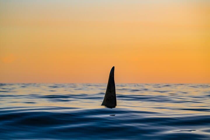 RIB Whale Watching in Skjervøy: Full-Day Wildlife Tour from Tromsø photo 6
