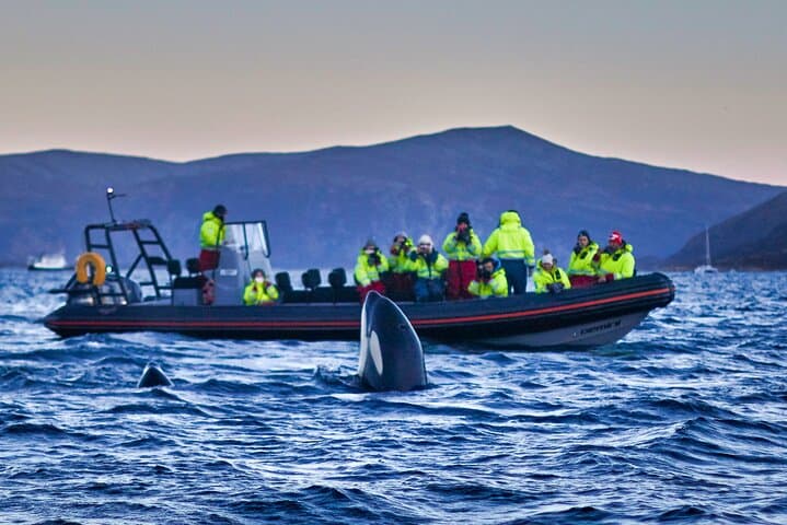 RIB Whale Watching in Skjervøy: Full-Day Wildlife Tour from Tromsø