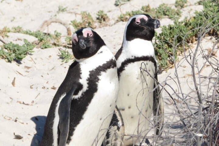 Cape Peninsula Private Tour: Boulders Beach Penguins, Chapman's Peak & Cape Point photo 6